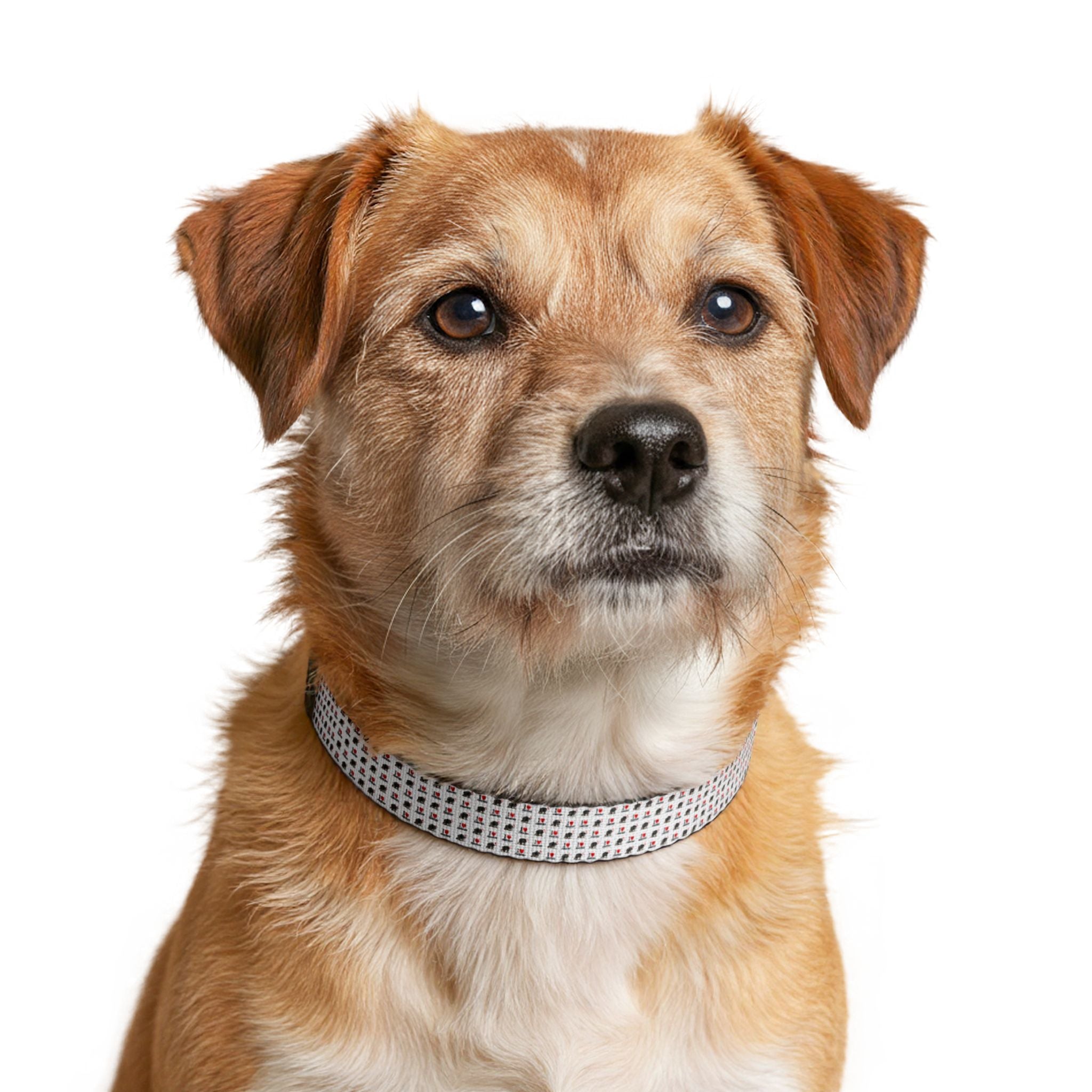 Clip-On Pet Collar — I Love Jimothy Checker Pattern Dog Collar